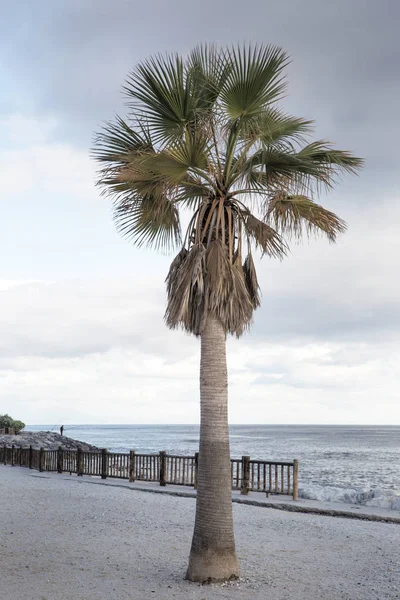 Palmera junto al mar — Foto de Stock