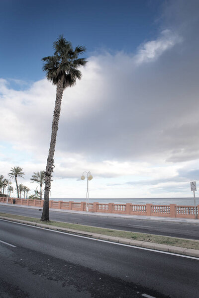 palm tree along the road in spain