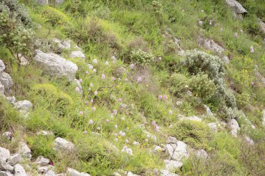 Bir dağda yetişen bitki örtüsü