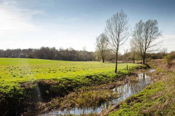 Fák Folyó Partján Hatfield Peverel Mellett Essex Angliában — Stock Fotó