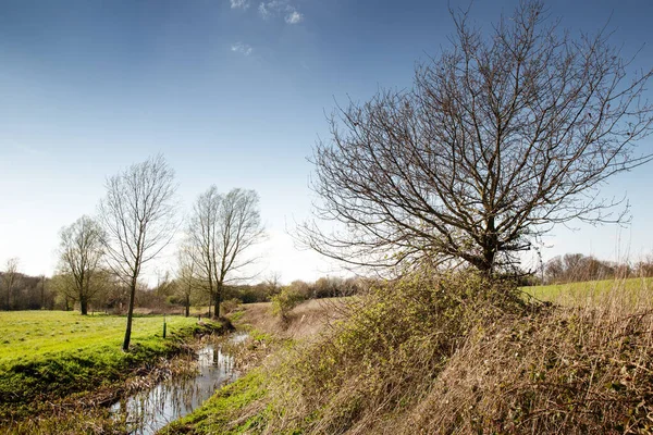 Árboles Largo Una Orilla Del Río Las Afueras Hatfield Peverel —  Fotos de Stock