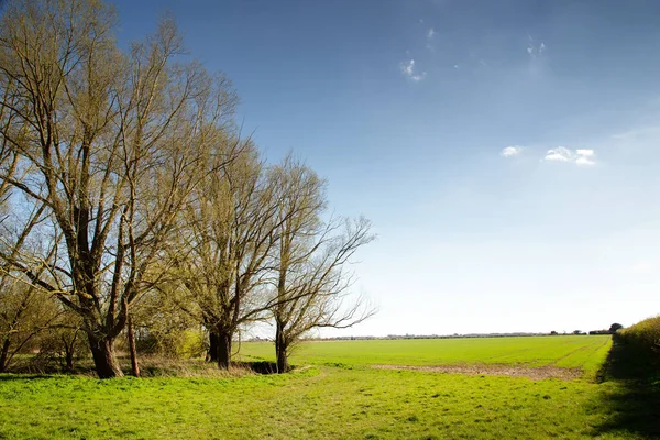 Landbouwgrond Buurt Van Het Dorp Stad Hatfield Peverel Essex Engeland — Stockfoto