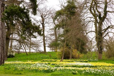 İngiltere 'de Terling' in Essex köyündeki manzara