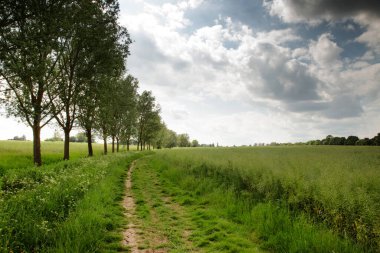 Çiftlik arazisi boyunca tek bir patika yolu