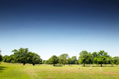 Koyun tarlada gündüz işlerine gidiyor.