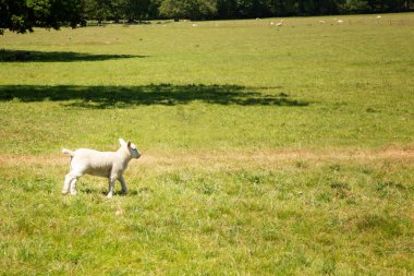 İngiltere 'de bir tarlada koşan tek bir kuzu