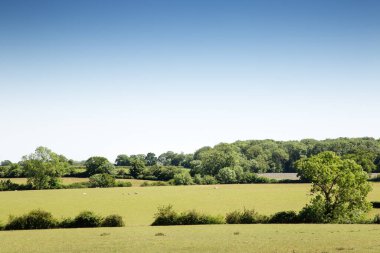Koyun tarlada gündüz işlerine gidiyor.