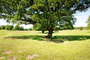 Koyun tarlada gündüz işlerine gidiyor.