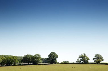 Koyun tarlada gündüz işlerine gidiyor.
