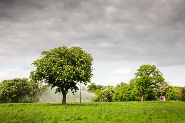 Strom Zemědělské Půdě Vodou Stříká Plodiny Stromem — Stock fotografie