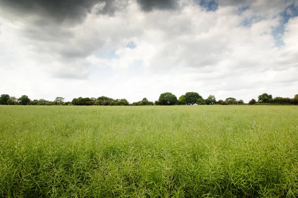 Terres Agricoles Dans Campagne Essex Angleterre — Photo