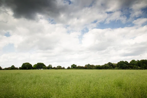 Terreni Agricoli Nella Campagna Essex Dell Inghilterra — Foto Stock