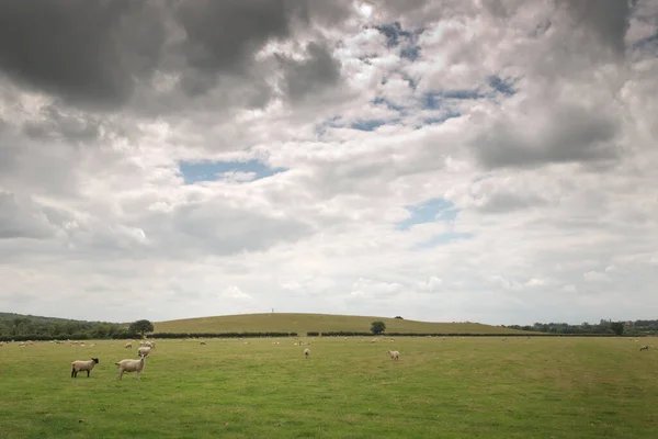 Schafe Weiden Auf Einem Großen Feld Mit Einem Hügel Hintergrund — Stockfoto