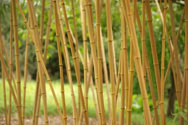 background image of bamboo sticks growing in the english countryside