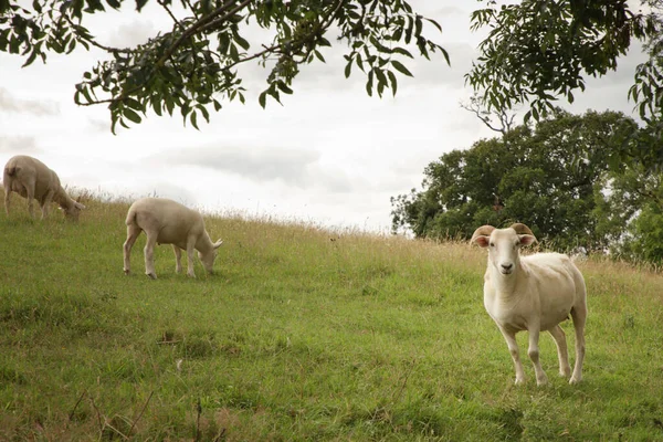 Sheep Grazing Hill English Countryside — Stock Photo, Image