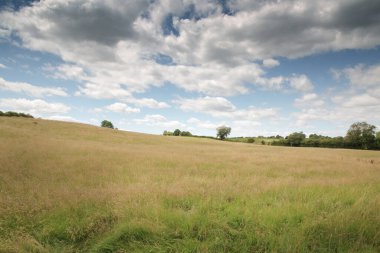 Oxfordshire kırsalındaki tarım arazisinin manzarası.