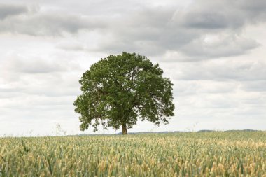 Tek bir ağacın manzara görüntüsü ve manzara üzerindeki heybetli etkisi