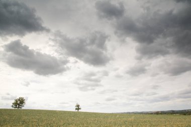 Ağaçların manzara görüntüsü ve manzaraya etkisinin nasıl