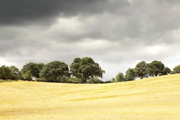 Imagem Paisagem Das Árvores Como Impacto Imponente Sobre Paisagem — Fotografia de Stock