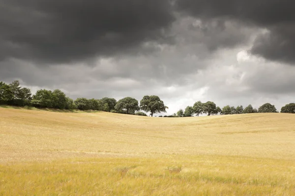 Immagine Paesaggistica Degli Alberi Come Impatto Imponente Sul Paesaggio — Foto Stock