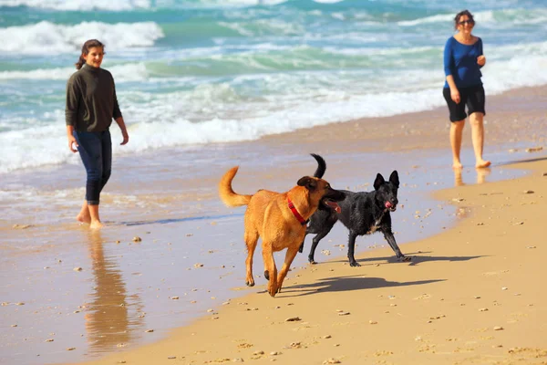 Mãe Filha Brincando Com Cães Praia — Fotografia de Stock