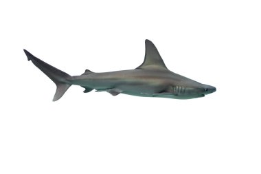 Beyaz arkaplanda köpekbalığı izole edildi