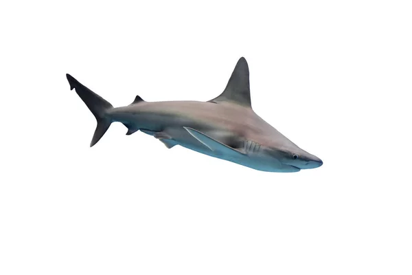 Hai Isoliert Auf Weißem Hintergrund — Stockfoto