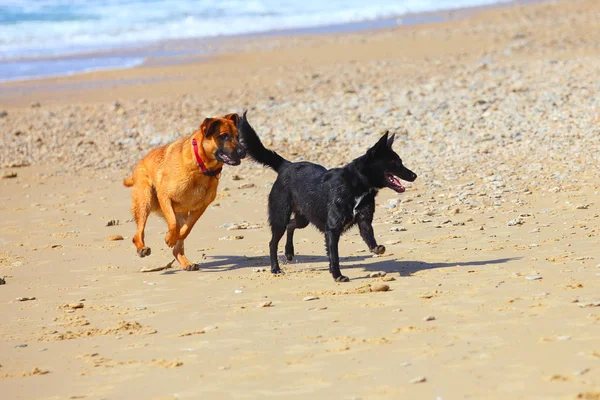 Couple Two Dogs Running Beach — Stock Photo, Image