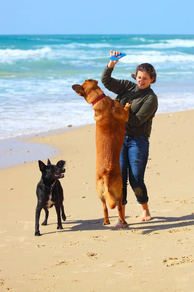 Adolescente Jouer Avec Ses Chiens Sur Plage — Photo