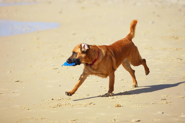 Perro Corriendo Playa — Foto de Stock