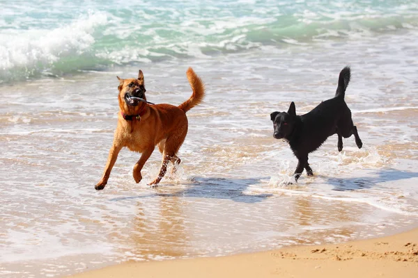 Jalá un par de dos perros corriendo por la playa — Foto de Stock