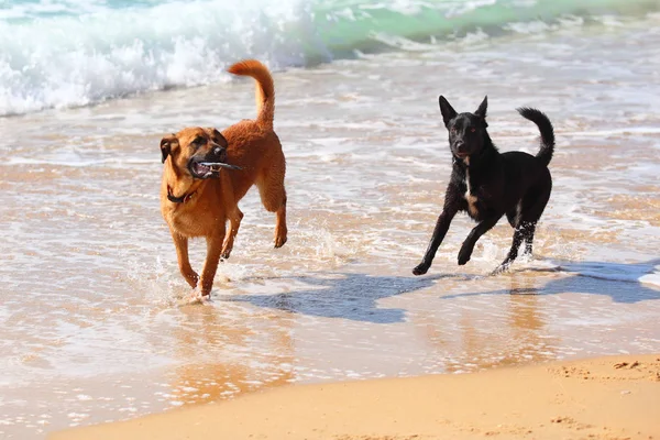 在海滩上跑来跑去的两只狗 — 图库照片