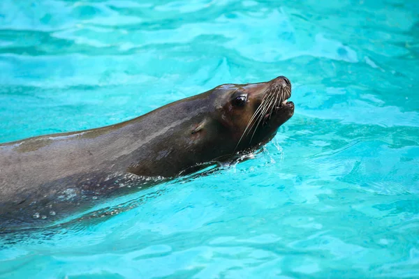 Sea Lion Swims Looks Out Water — Stock Photo, Image