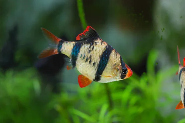Риба Акваріум Тигр Або Баран Суматра Barbus Pentazona — стокове фото