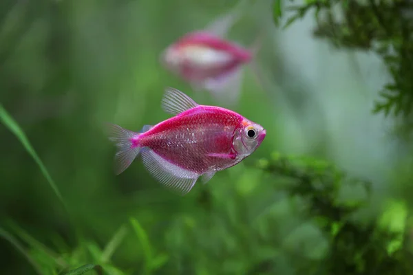 Colorido Acuario Peces Negro Tetra Gymnocorymbus Ternetzi —  Fotos de Stock