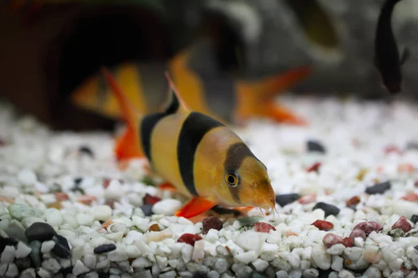 Fargerik Clown Loach Fish Botia Macracanthus – stockfoto