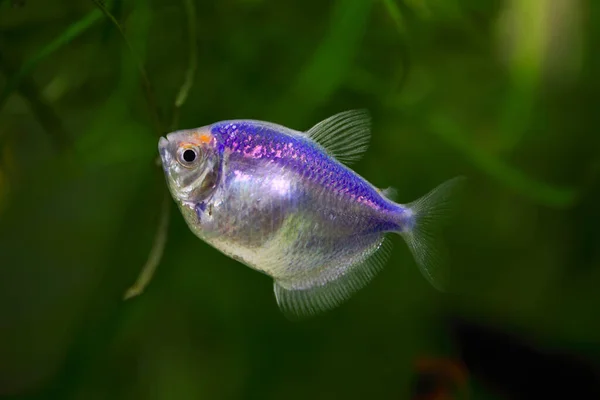 Colorful Aquarium Fish Black Tetra Gymnocorymbus Ternetzi — Stock Photo, Image