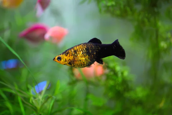 Lyretail Molly Poecilia Latipinna Aquarium Fish Fish Tank Aquarium — Stock Photo, Image