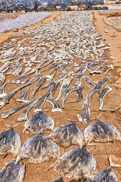 Fish processing - drying fish in the sun in Sri Lanka