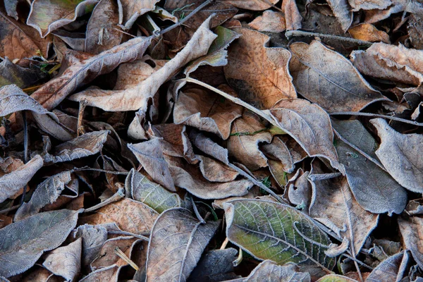 霜に覆われた落ち葉の背景 — ストック写真