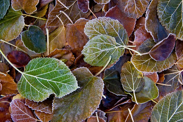 Hintergrund Abgefallener Blätter Mit Raureif Bedeckt — Stockfoto