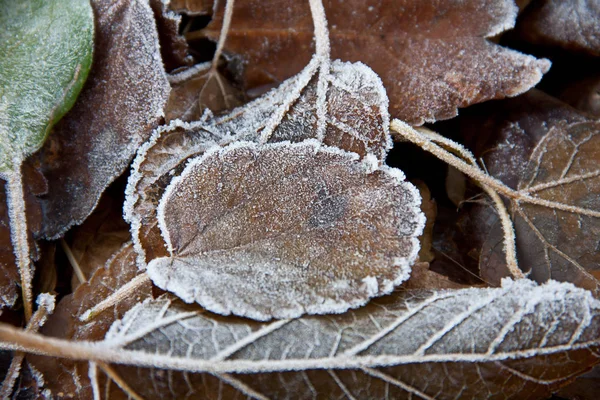 Hintergrund Abgefallener Blätter Mit Raureif Bedeckt — Stockfoto