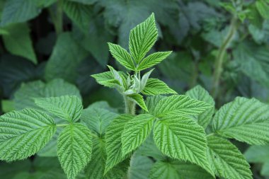 Genç yapraklar ahududu, yakın çekim, arka plan