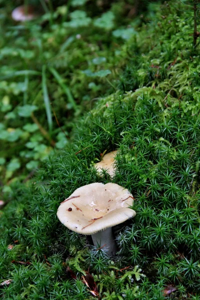 Güzel mantar moss ve Ivy arasında büyür. Sonbahar, mantar sezonu. Karpat Dağları, Ukrayna