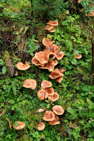 Hermosas Setas Naranja Crecen Tocón Cubierto Musgo Hierba Otoño Temporada —  Fotos de Stock