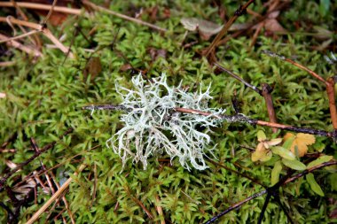 İzlanda yosun ağaç dallarında, Karpat sulak yetişir Rudyak, Vorokhta, Karpat Milli Doğa Parkı, Ukrayna