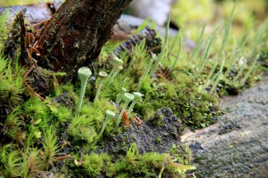 Karpat sulak alan içinde Rudyak, Vorokhta, Karpat Milli Doğa Parkı, Ukrayna çeşitli formları güzel yeşil şirin yosun yetişir