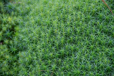 Karpat sulak alan içinde Rudyak, Vorokhta, Karpat Milli Doğa Parkı, Ukrayna çeşitli formları güzel yeşil şirin yosun yetişir