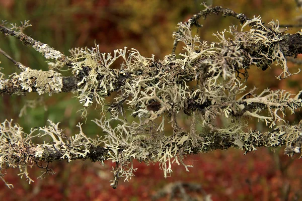 Iceland moss grows on tree branches, Carpathian wetland Rudyak, Vorokhta, Carpathian National Nature Park, Ukraine