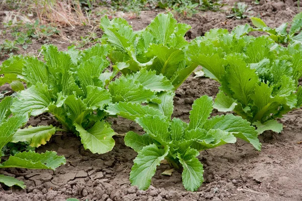 Young Sprouts Chinese Cabbage Grow Ground Summer New Harvest Royalty Free Stock Photos